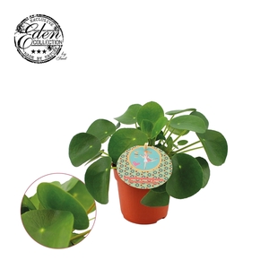 Pilea Peperomioides 10,5cm Duits etiket