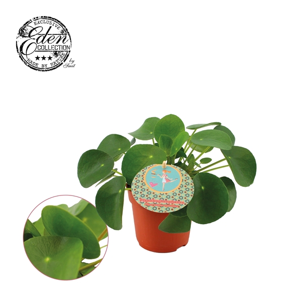 <h4>Pilea Peperomioides 10,5cm Duits etiket</h4>