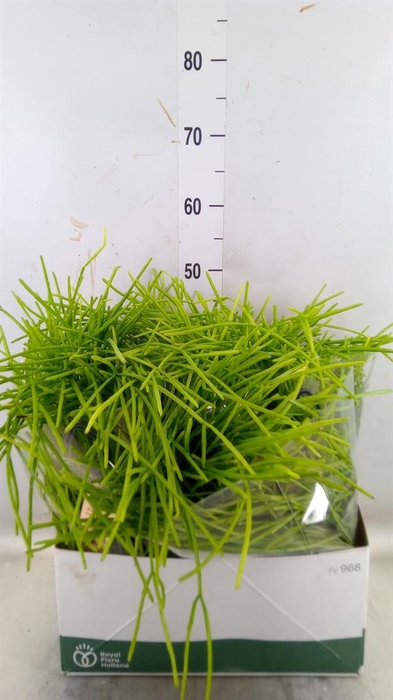 <h4>Rhipsalis   ...</h4>