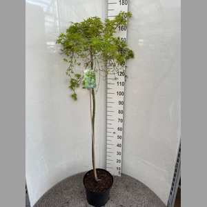 ACER PALM DISSECTUM