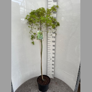 ACER PALM DISSECTUM