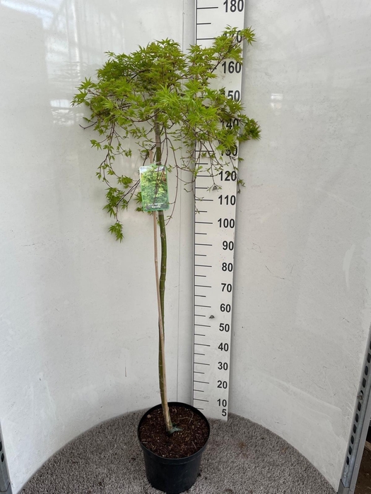 <h4>ACER PALM DISSECTUM</h4>