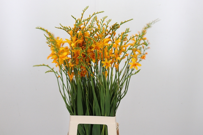 <h4>Crocos Suzanna</h4>