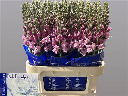 <h4>Antir Potomac Lavendel</h4>