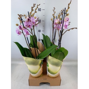 Phalaenopsis   ...rose