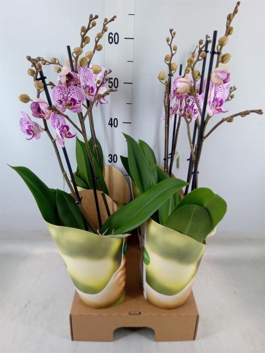 <h4>Phalaenopsis   ...rose</h4>