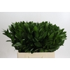 Ruscus Hypophyllum