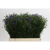 Aster Casamare