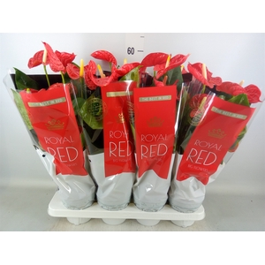 Anthurium andr. 'Madural'