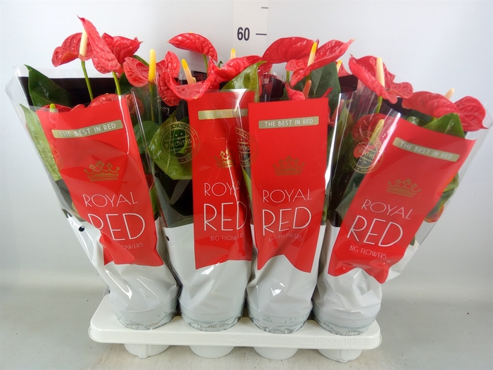 <h4>Anthurium andr. 'Madural'</h4>