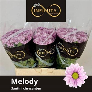 Chrysant Santini Melody