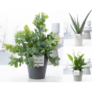 Groene planten mix icm P&PURE Ruby cer. ass.3