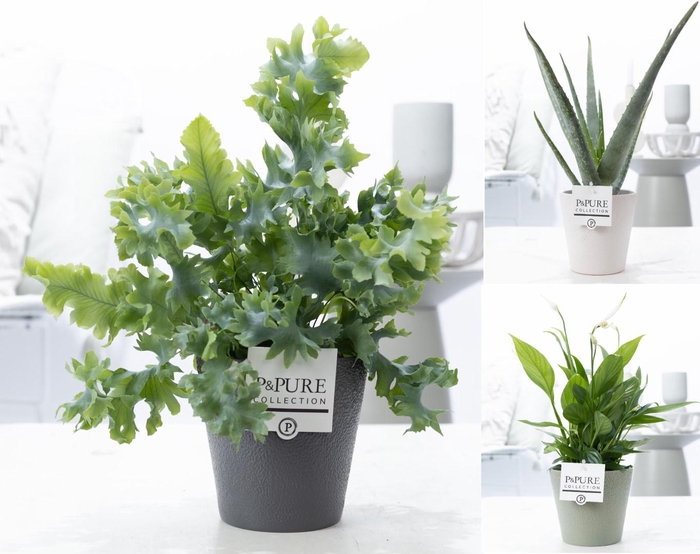 <h4>Groene planten mix icm P&PURE Ruby cer. ass.3</h4>