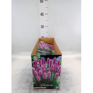 Flowerbulbs, corns or tubers   ...