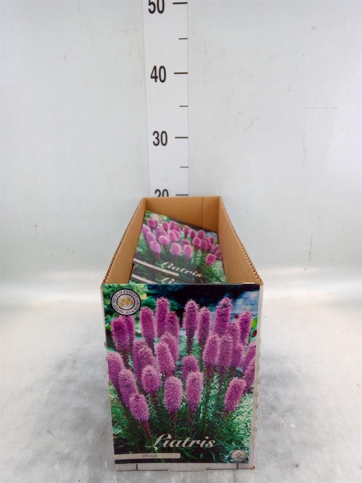 <h4>Flowerbulbs, corns or tubers   ...</h4>