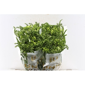 Fr En Corvette White