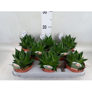 Aloe aristata 'Cosmo'