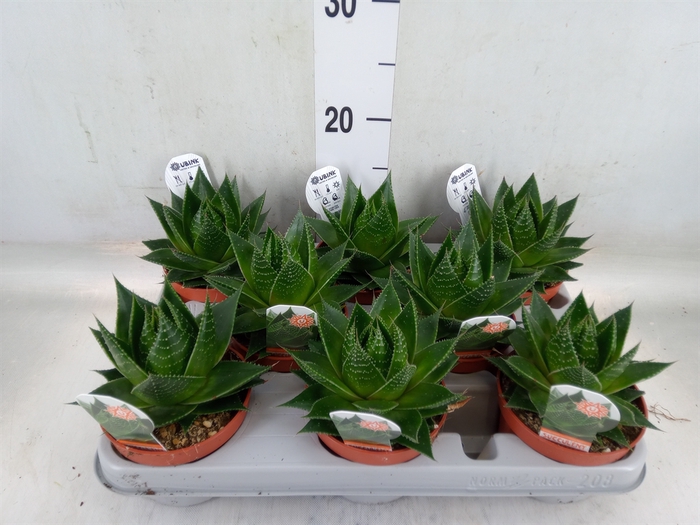 <h4>Aloe aristata 'Cosmo'</h4>
