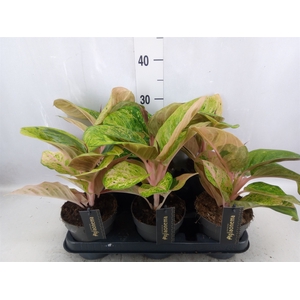 Aglaonema   ...