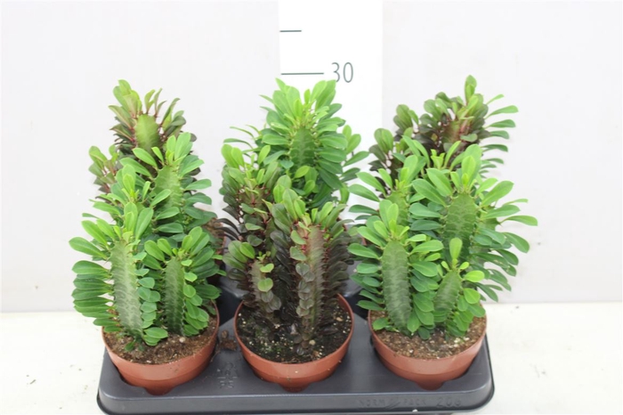 <h4>Euphorbia Trigona Mix</h4>