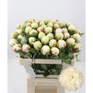 PAEO L BOWL OF CREAM