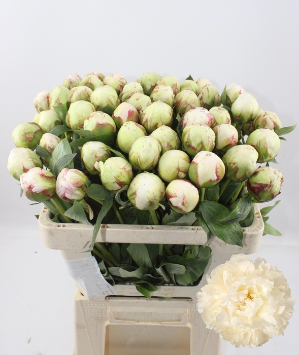 <h4>PAEO L BOWL OF CREAM</h4>