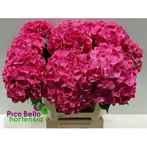 Hydrangea rodeo red