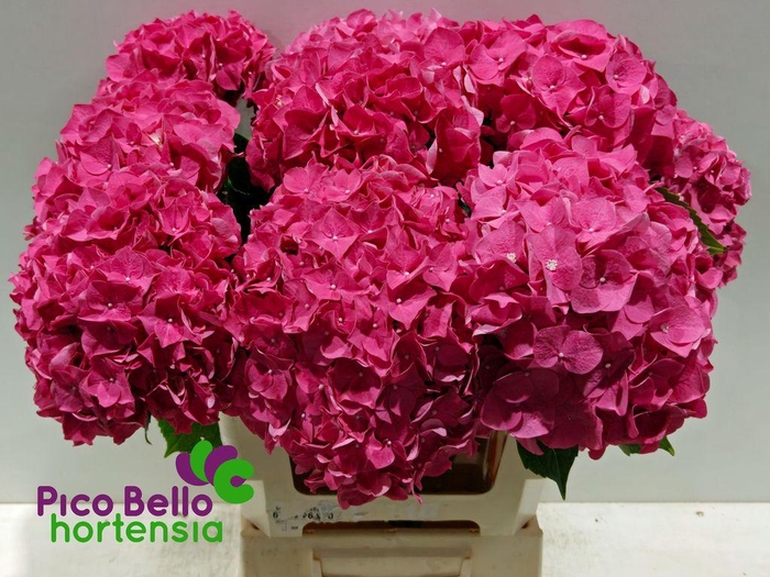 <h4>Hydrangea rodeo red</h4>