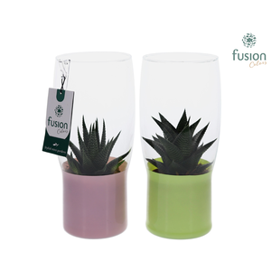 Green Bottle Tulp vaas klein met Haworthia