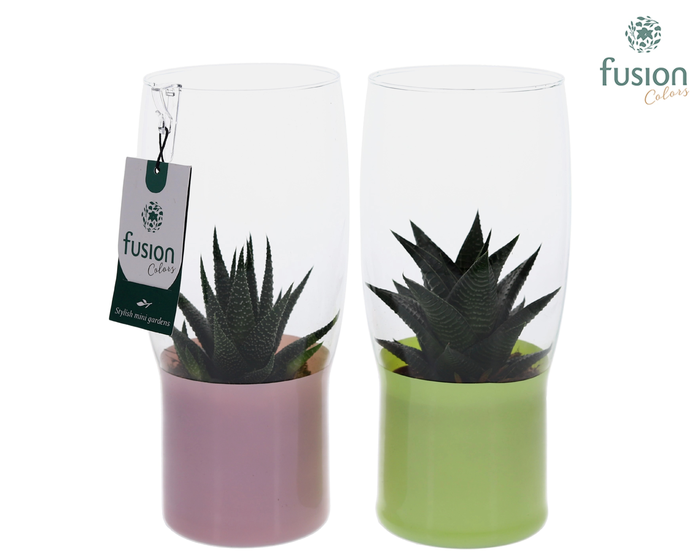 <h4>Green Bottle Tulp vaas klein met Haworthia</h4>