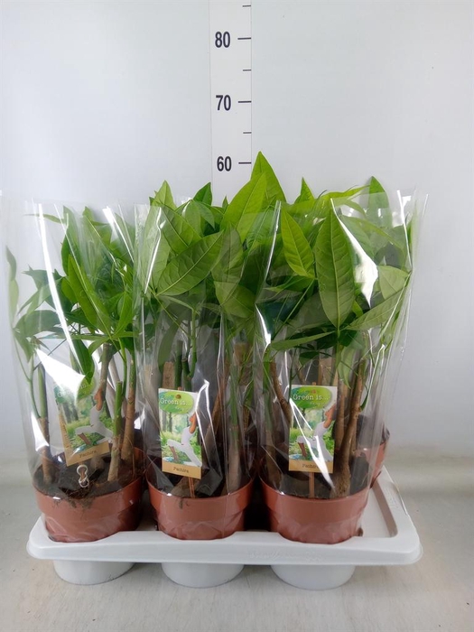 <h4>Pachira aquatica</h4>