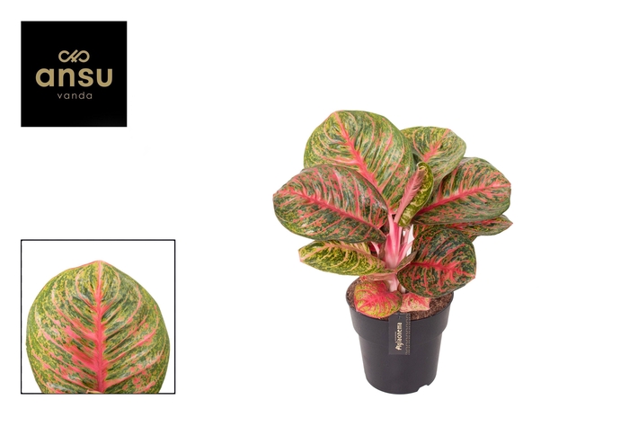 <h4>Aglaonema Red Balloon</h4>