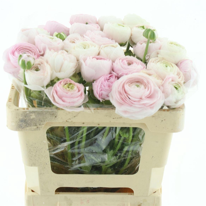 <h4>Ran Su Hanoi N L</h4>