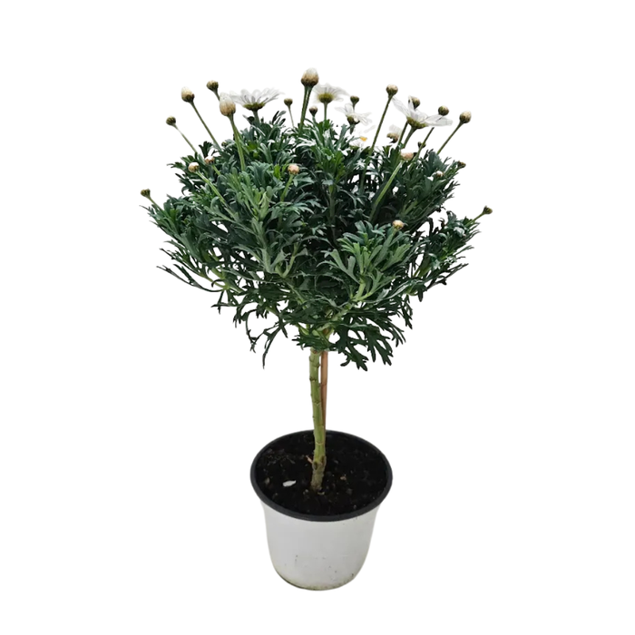 <h4>Anthemis punctata subsp. cupaniana</h4>