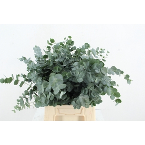 EUC CINEREA 200GR SHORT