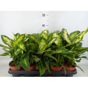 Dieffenbachia  'Compacta'