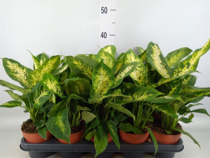 <h4>Dieffenbachia  'Compacta'</h4>