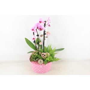 arr2 PL - Zink rond ruit roze phal.