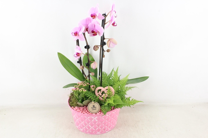 <h4>arr2 PL - Zink rond ruit roze phal.</h4>