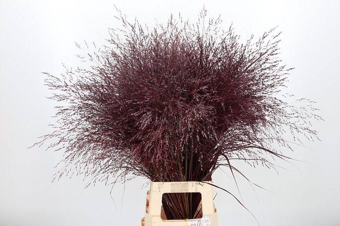 <h4>Panicum Kl Bh</h4>