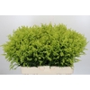 Solidago Tara Gold