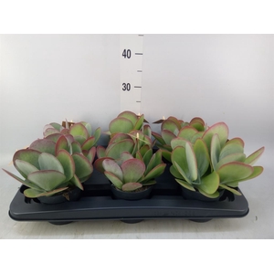 Kalanchoe NF thyrsiflora
