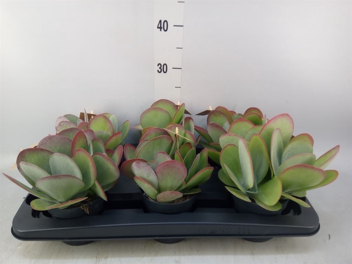 <h4>Kalanchoe NF thyrsiflora</h4>