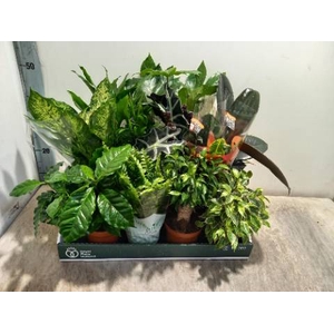 KAMERPLANTEN MIX P12