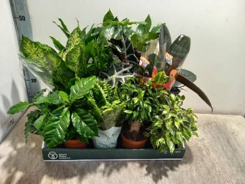 <h4>KAMERPLANTEN MIX P14</h4>