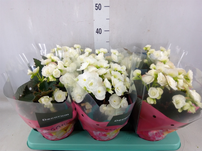 <h4>Begonia elat. DU 'Move2Joy White'</h4>