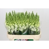 Antirrhinum Potomac Ivory White