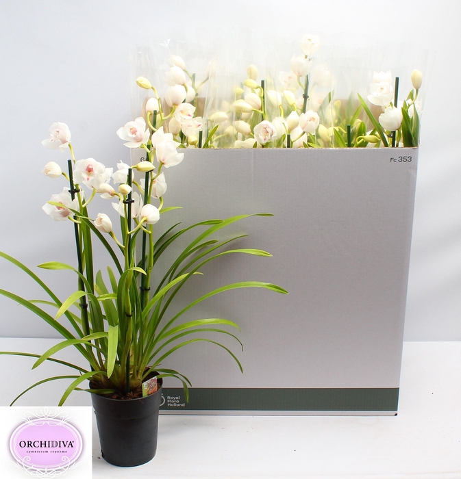 <h4>CYMB OVERIG</h4>