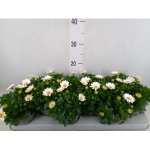 Osteospermum  'Margarita Cream'