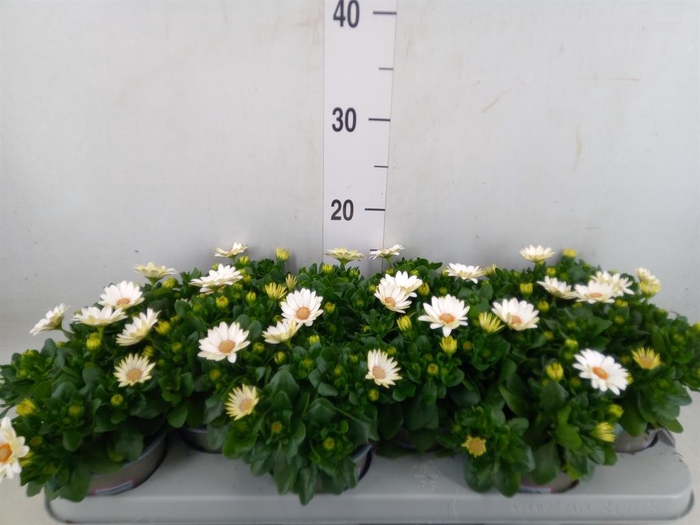 <h4>Osteospermum  'Margarita Cream'</h4>